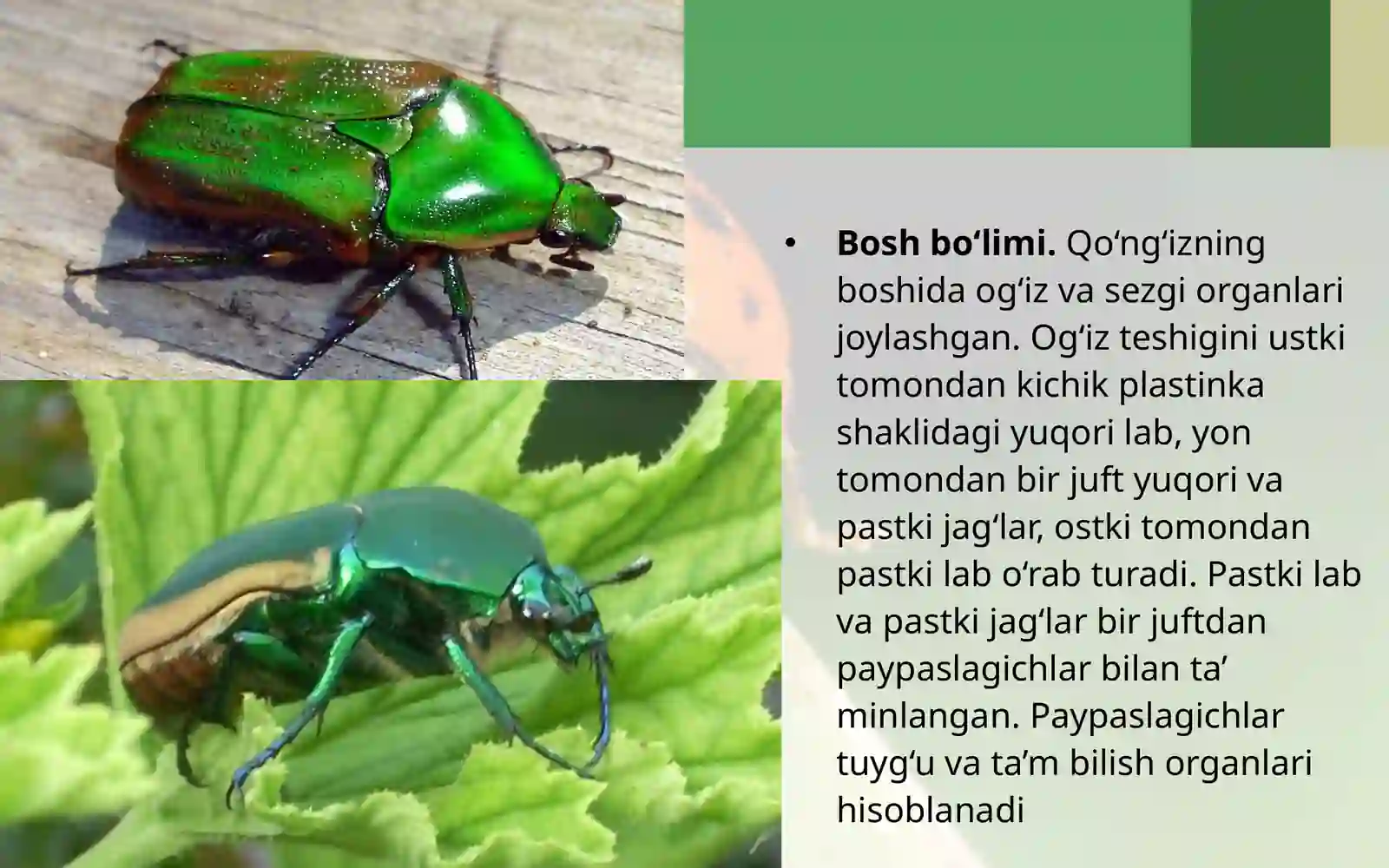 7-sinf Zoologiya 'Yashil bronza qo'ng'izining tashqi tuzilishi' ko'rgazma 4