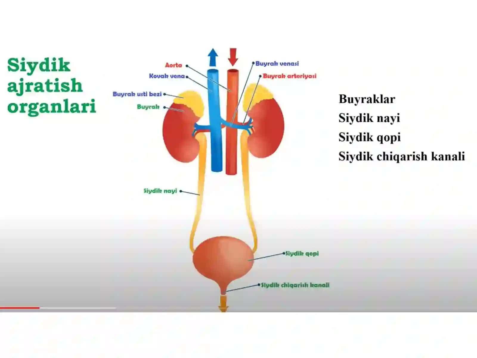 Ayirish azolarining tuzilishi va fiziologiyasi 4
