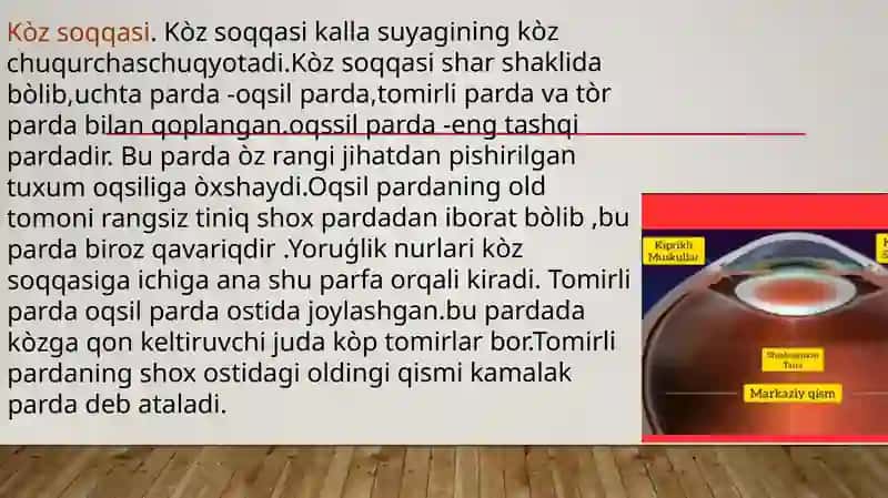 Kòrish ORGANLARINING TUZILISHI 4