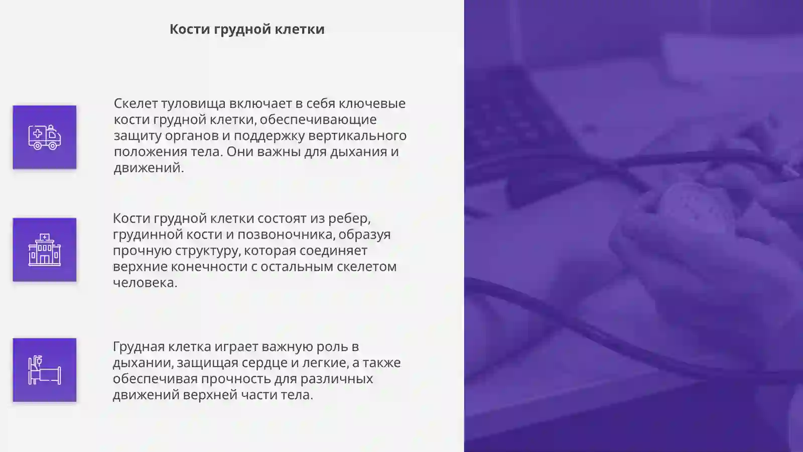 Скелет туловища 4