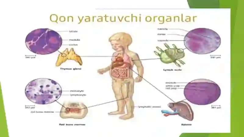 Bolalarda qon yaratishtizimining anatomo-fiziologik xususiyatlari va jarohatlanish semiotikasi 4