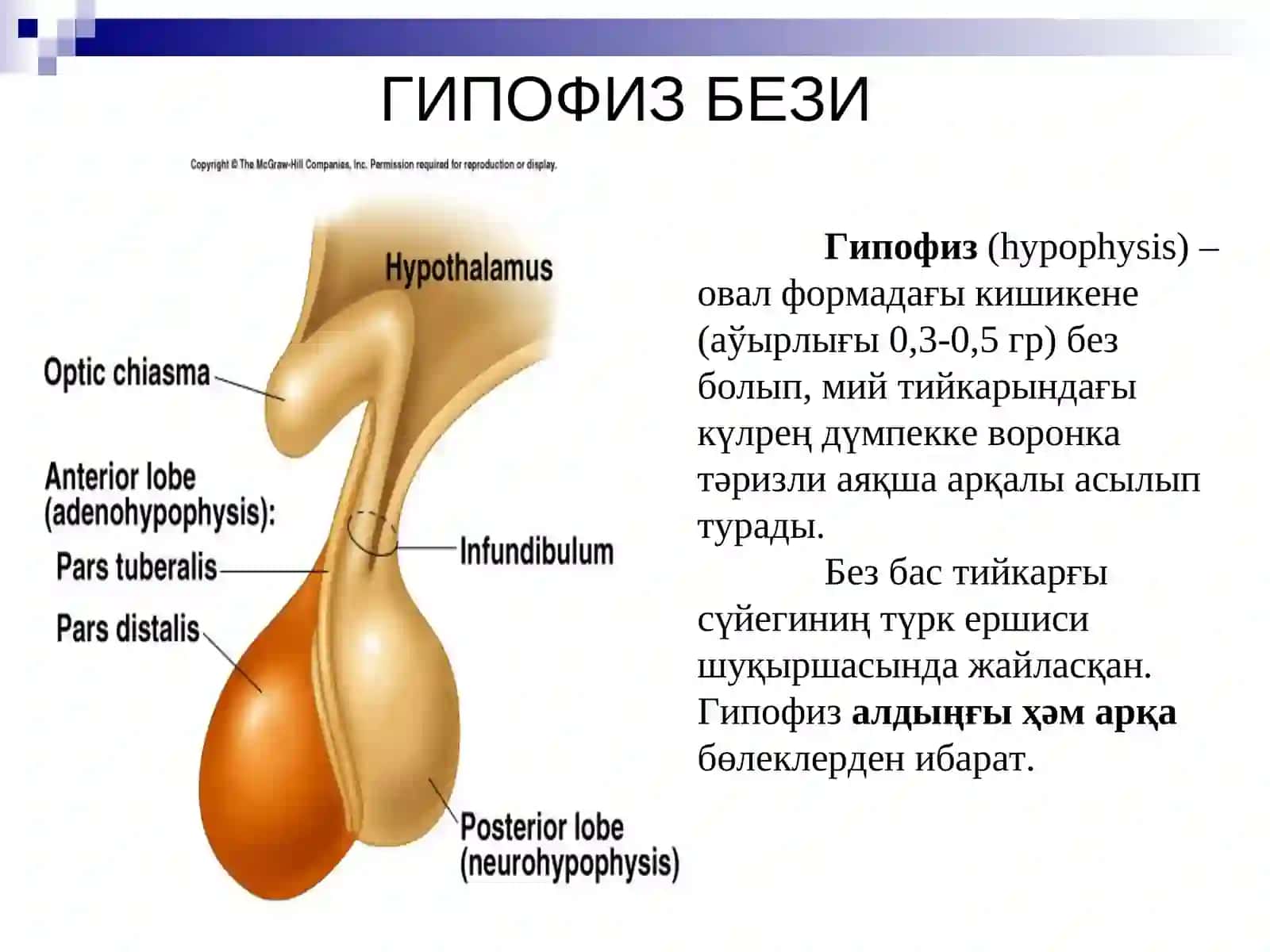 Ишки секреция безлери 4