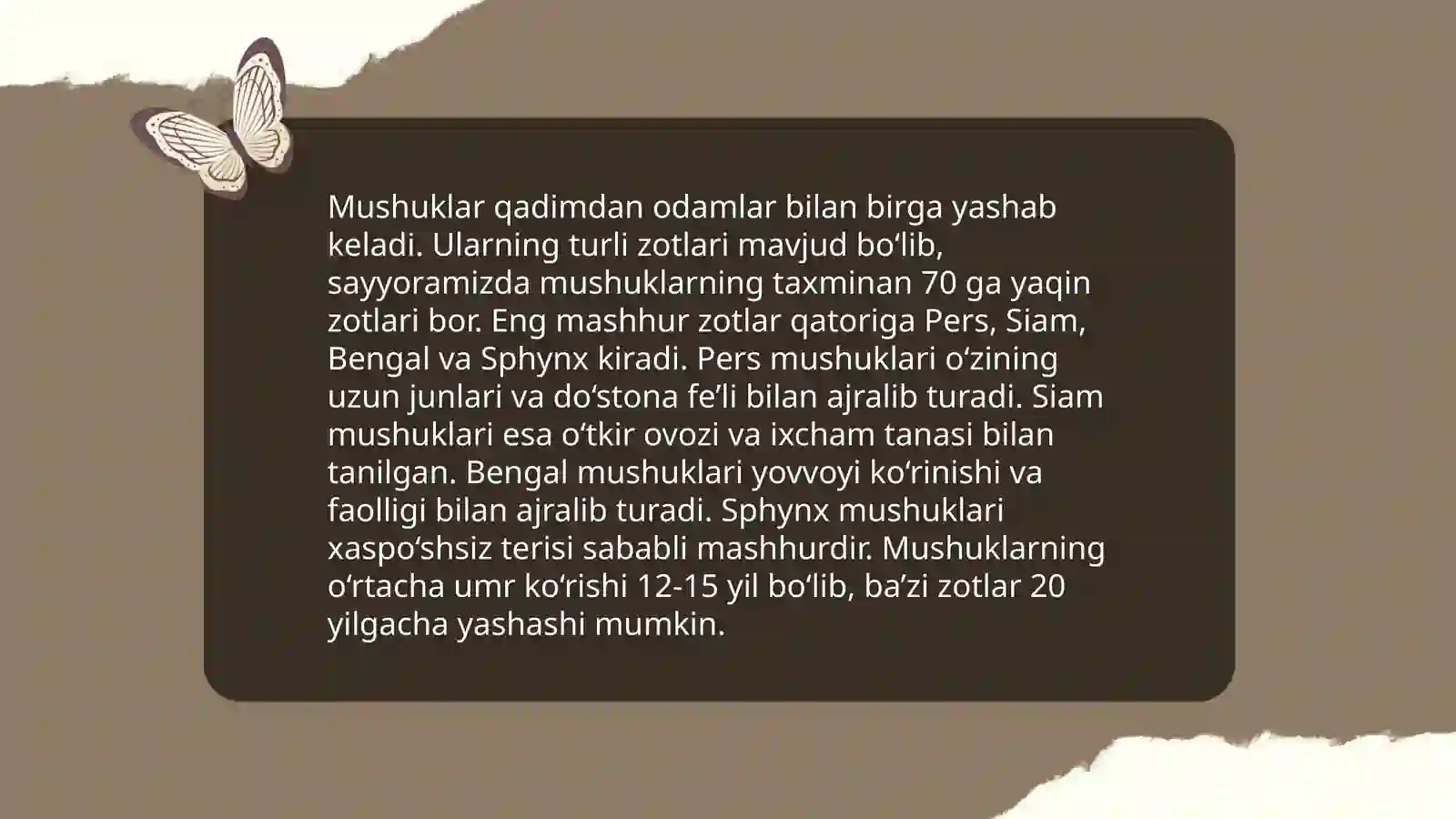 mushuklar 4