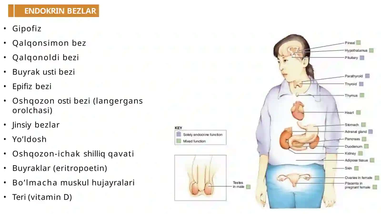 Endokrin sistemasi fiziologiyasi 4