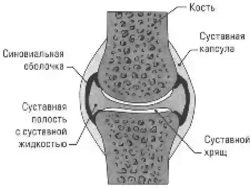 Биомеханика суставов 4