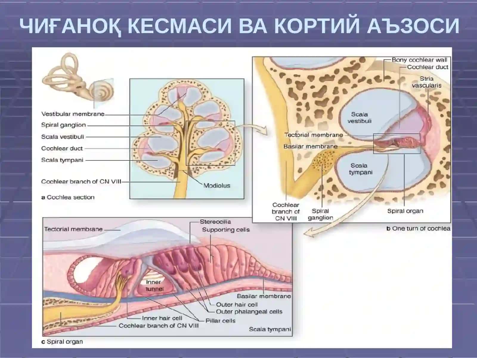 ЧИҒАНОҚ КАНАЛИ КЕСМАСИ ВА КОРТИЙА ЪЗОСИ 4