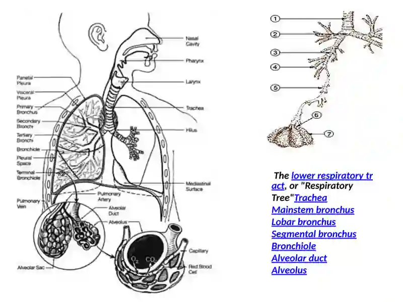 Respiratory system 4
