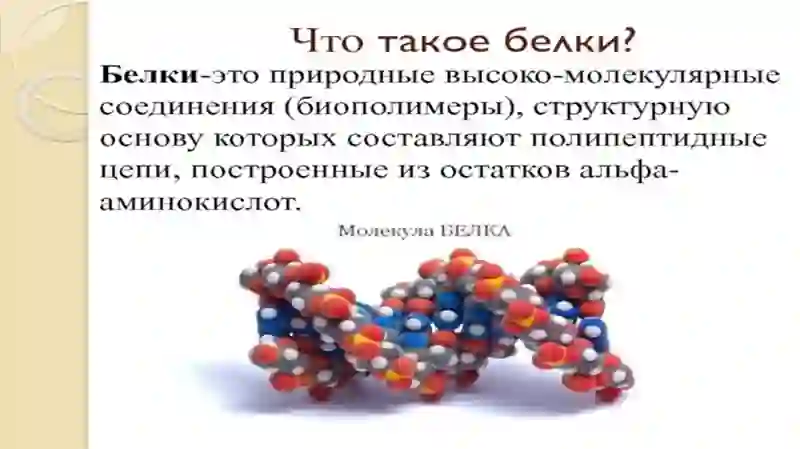 СТРОЕНИЕ И СВОЙСТВА БЕЛКОВ 4