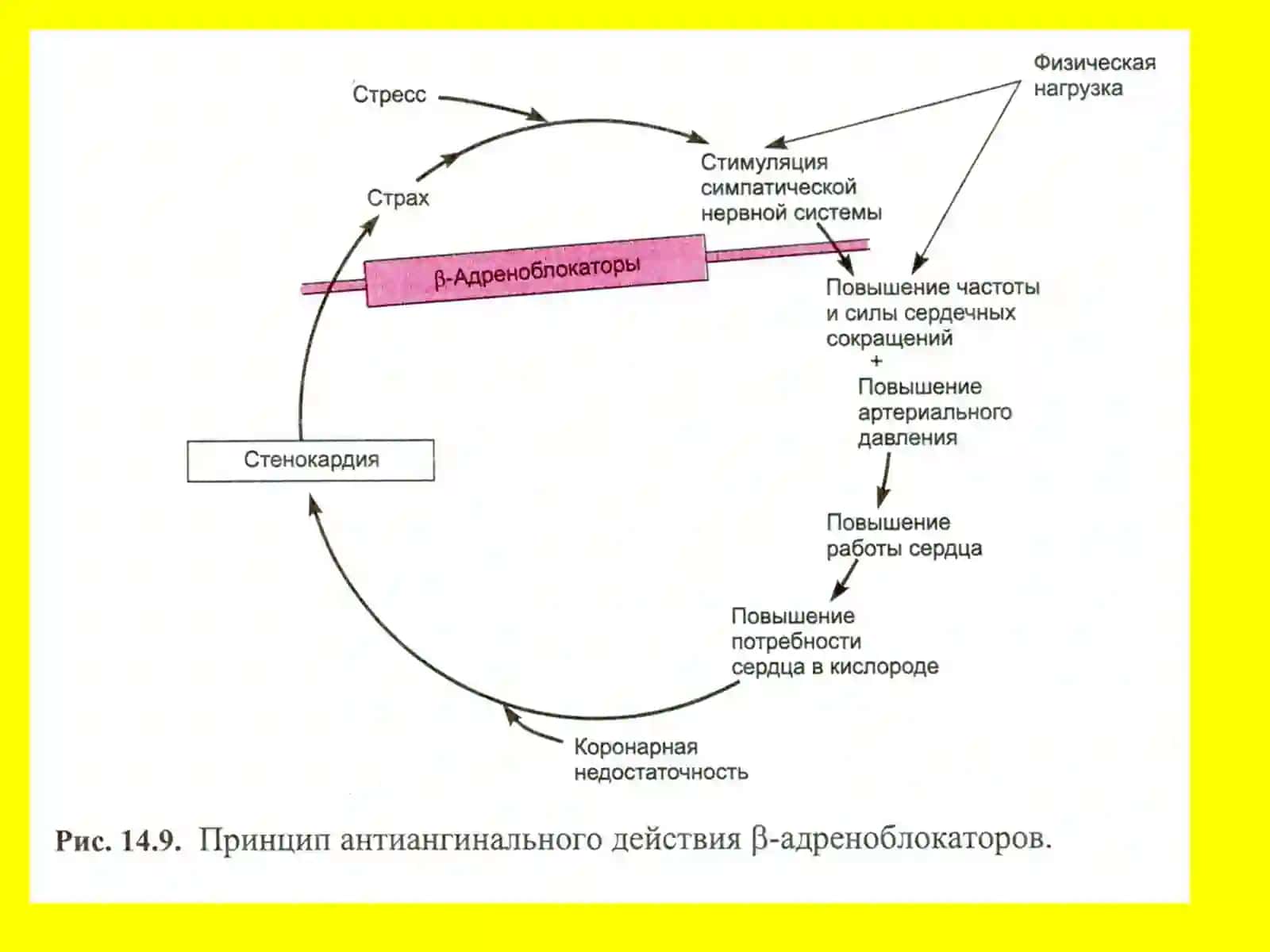 Короналар қон етишмовчилиги 4
