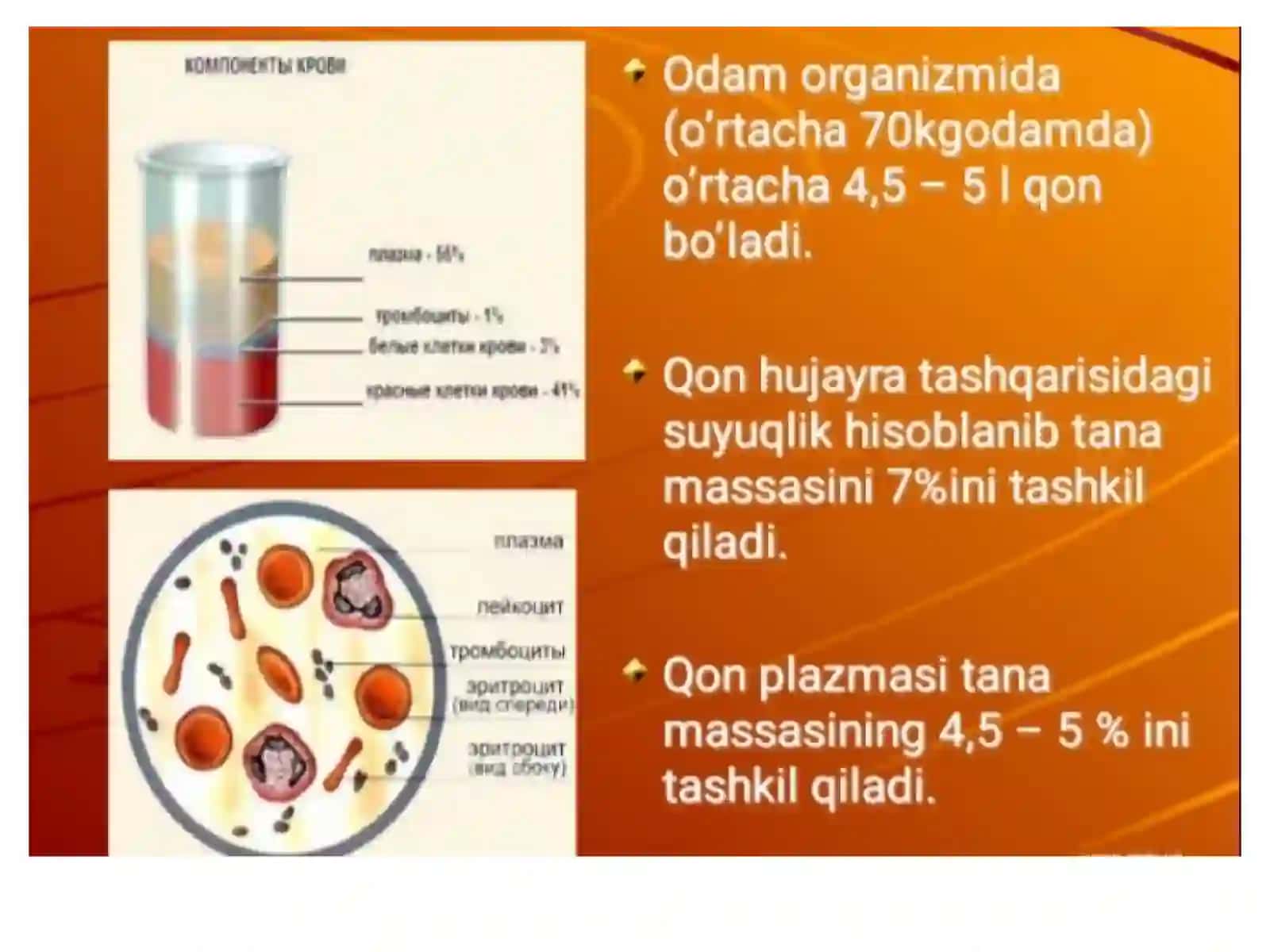 Qonfiziologiyasi 4