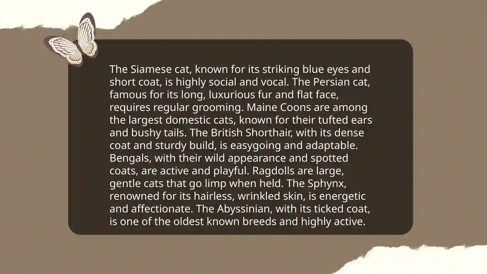 About cats 4