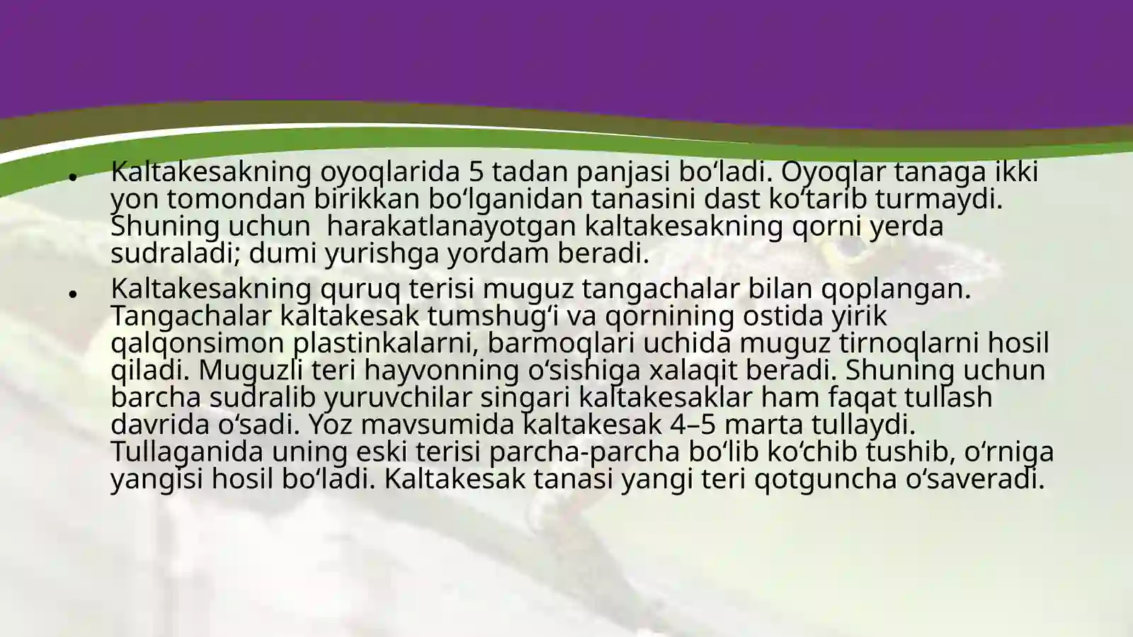 Ildam Kaltakesak 4