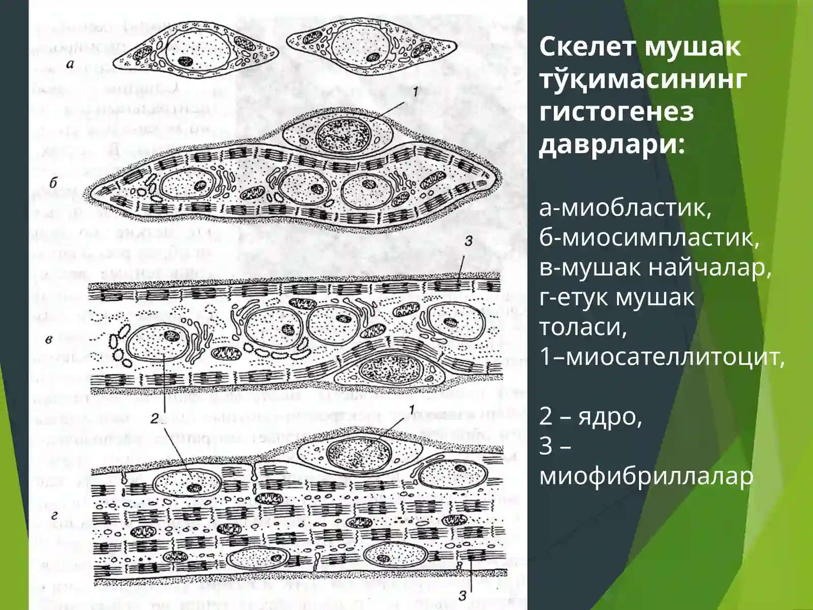 Мушак тўқимаси 4