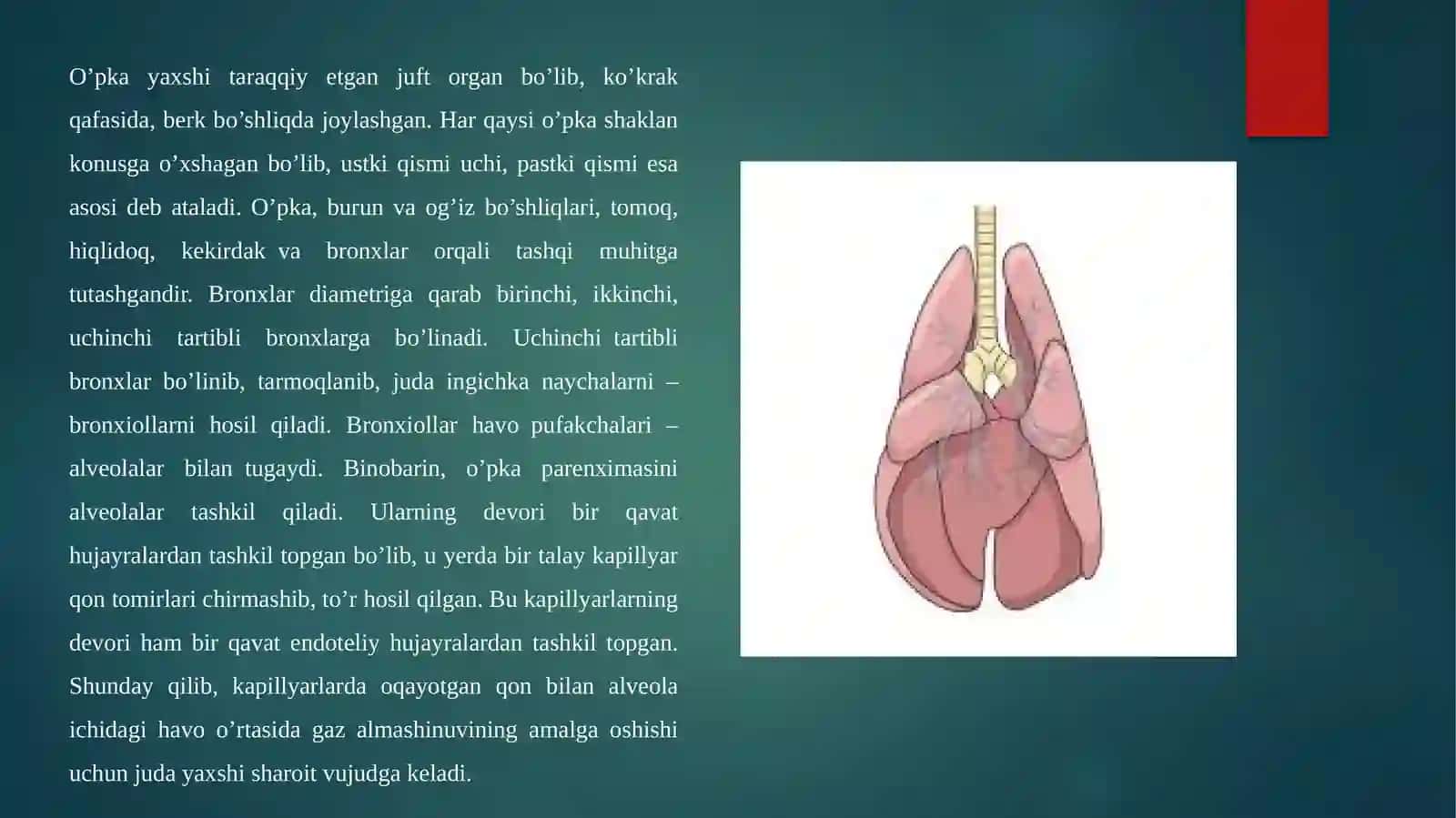Nafas olish organlari anatomo-topografiyasi 4