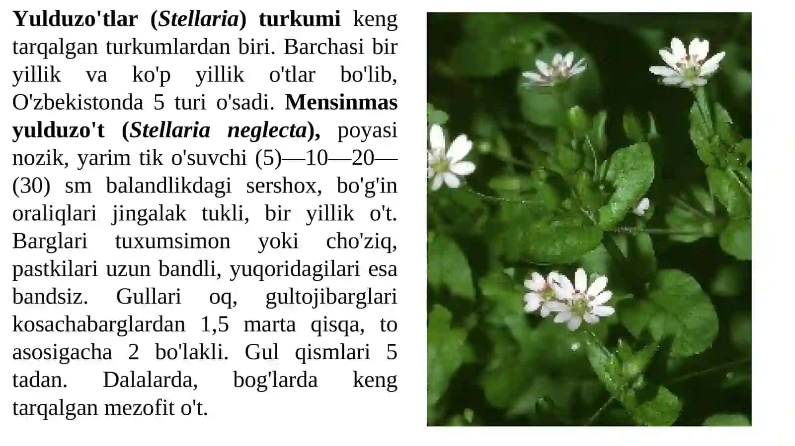 Chinniguldoshlar oilasi va gul tuzilishi 4