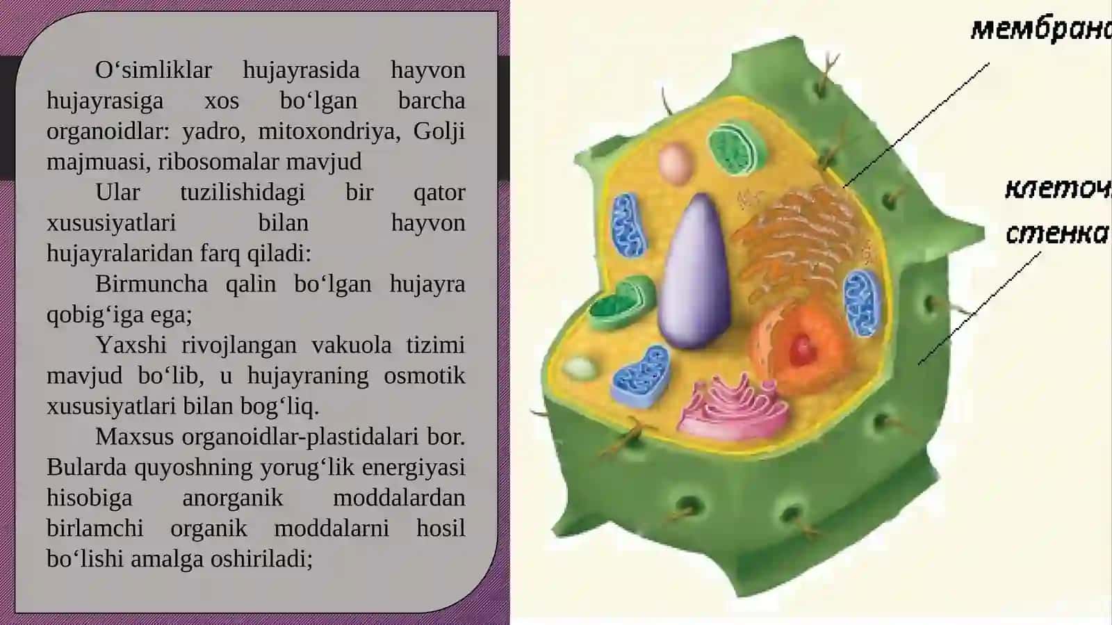 5-sinf Botanika fanidan dars ishlanma. Hujayra - tiriklikning asosi 4