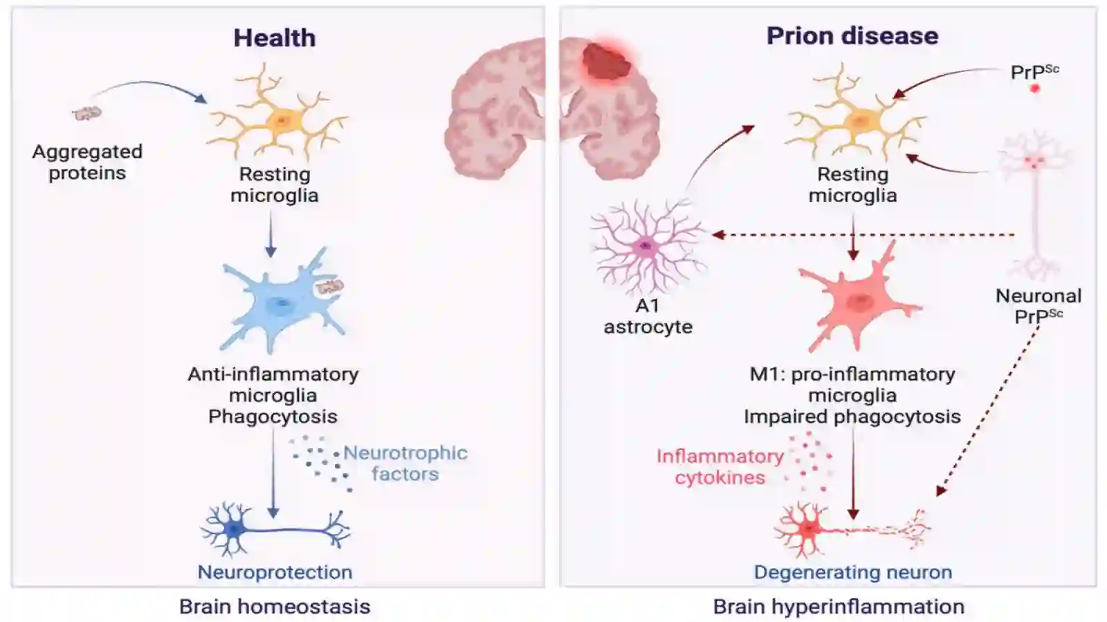 Prion Kasalliklari 4