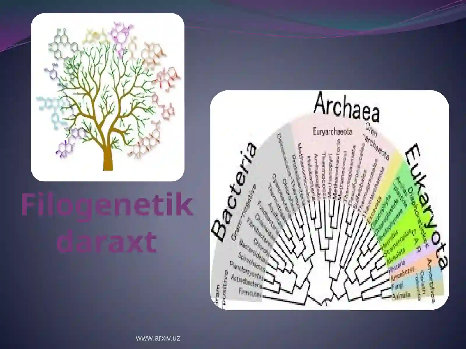 Filogenetik daraxt 4