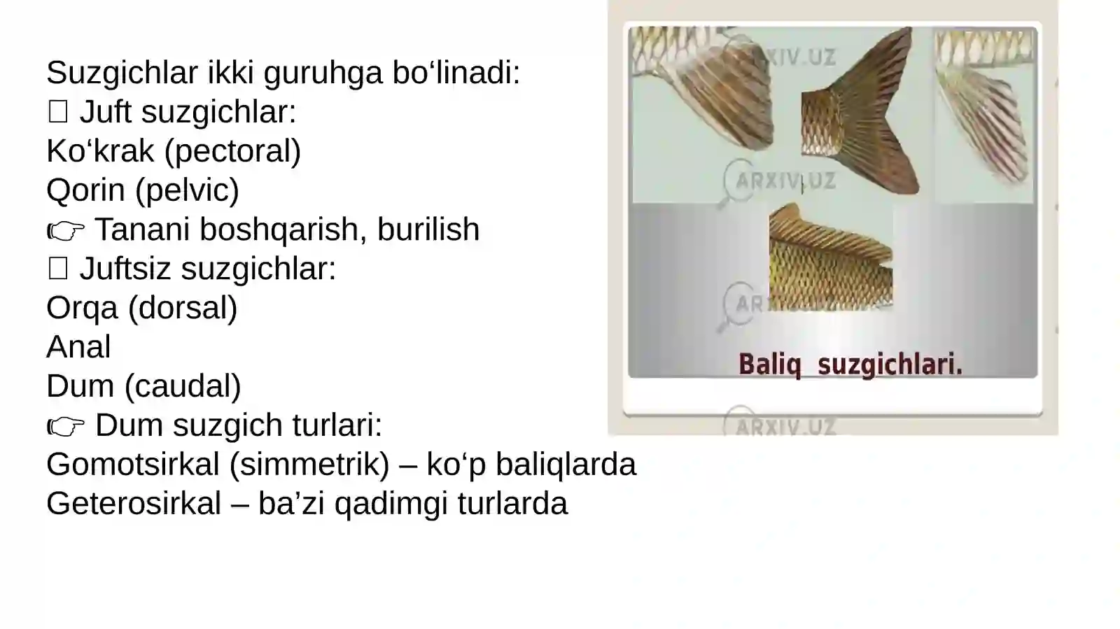 Suyaklibaliqlar(osteichthyes)sinfi 4