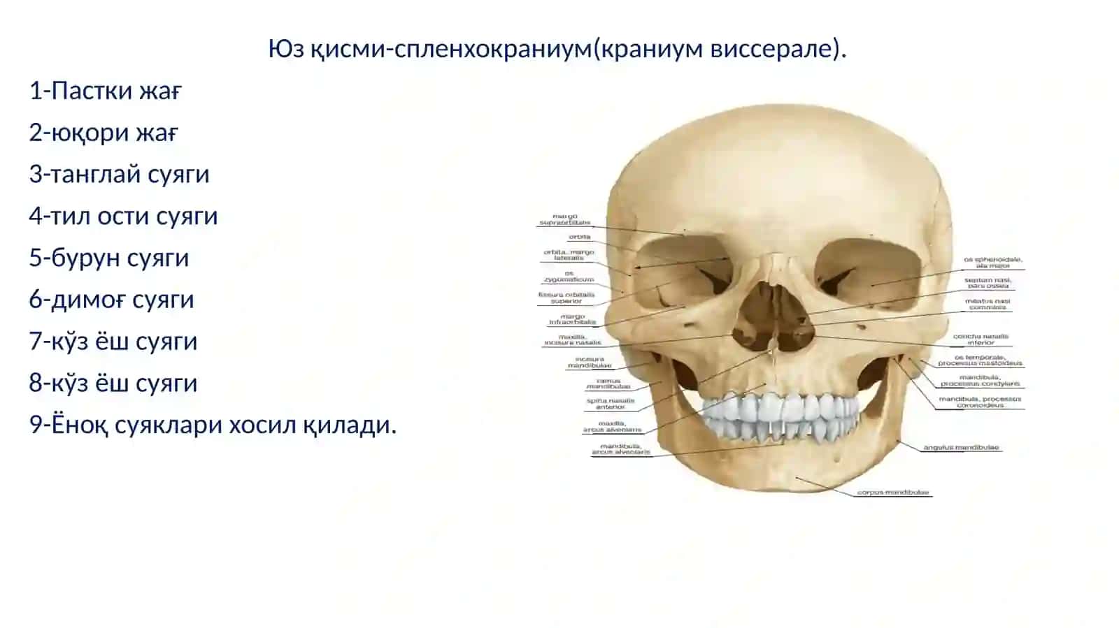 Boshsuyagianatomiyasi 4