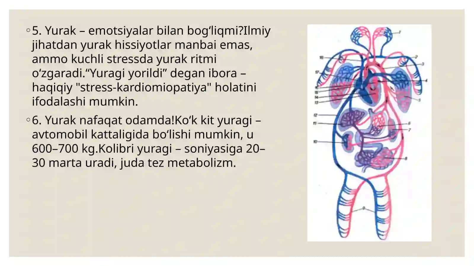 Yurak qon tomirlari fiziologiyasi 4