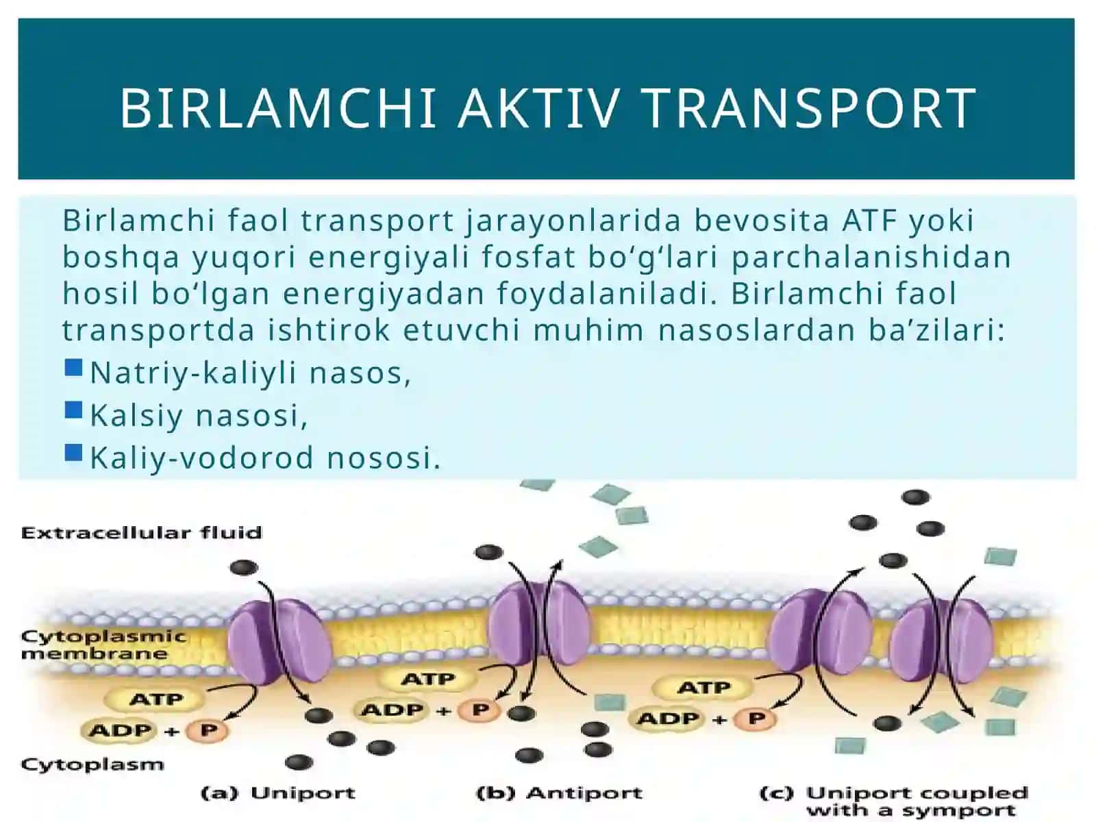 Aktivtransport-moddalargradienti 4