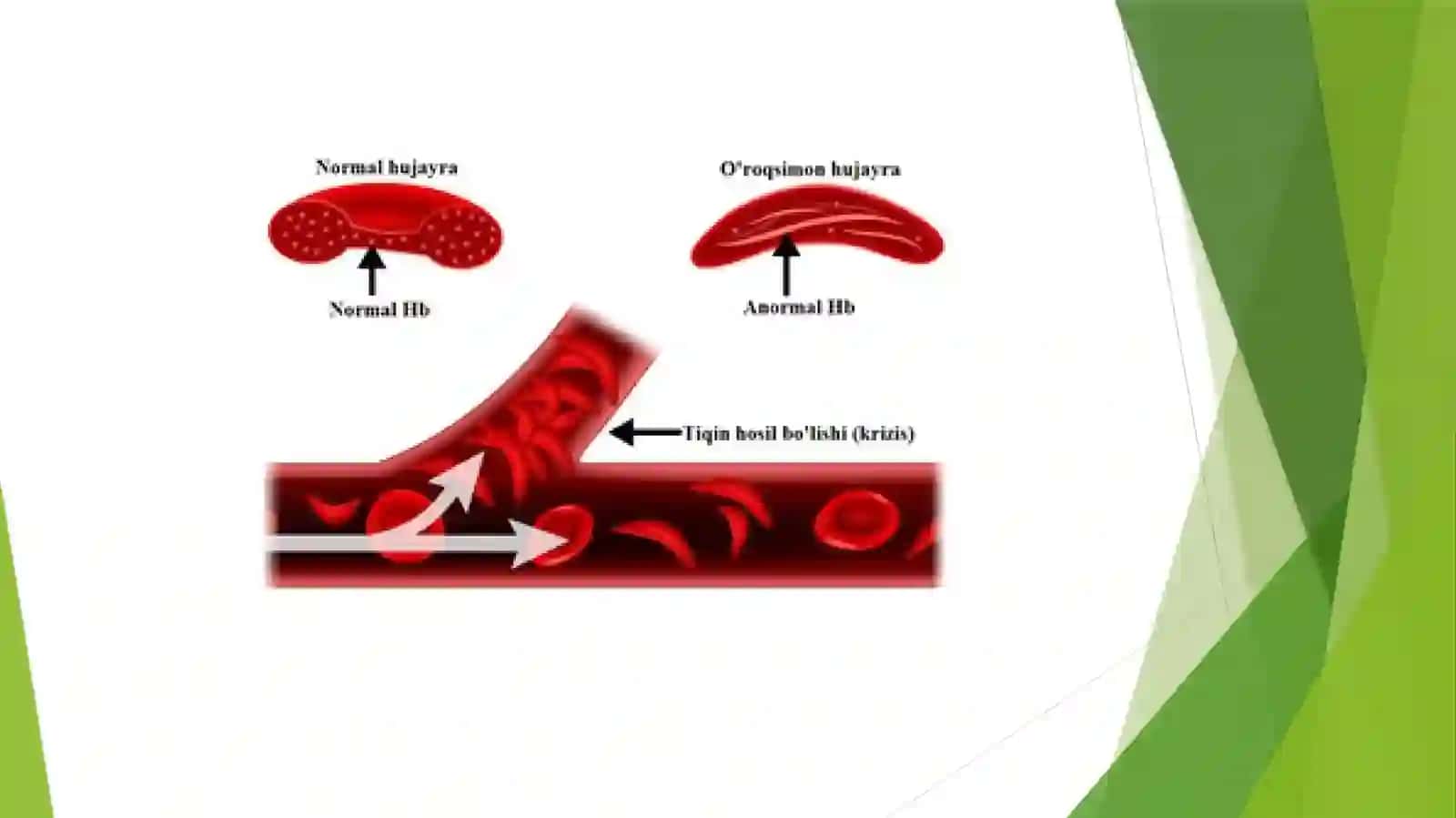 Mavzu:Eritrositlar,turlari funksiyalari gemoglobin va uning turlari 4