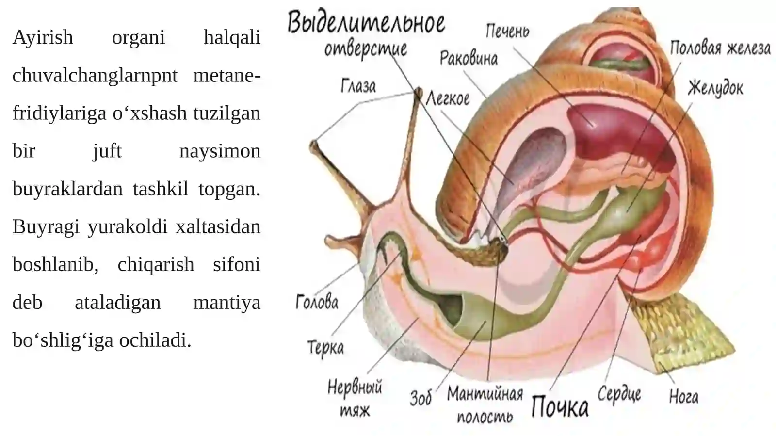 MOLLYUSKALAR(Mollusca) 4