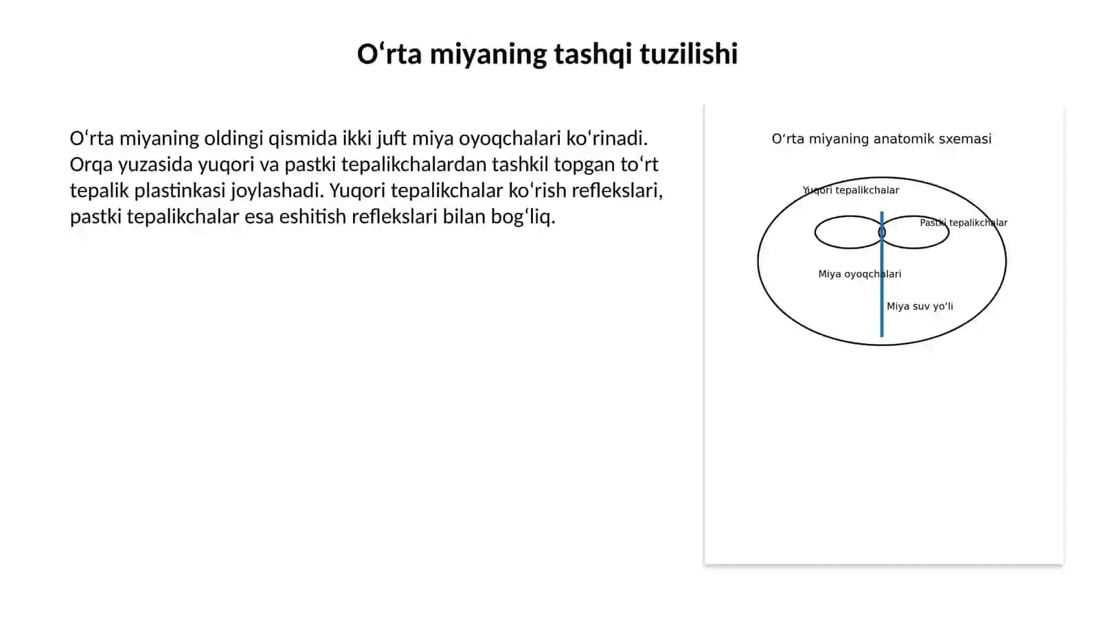 O‘RTA MIYA, ORALIQ MIYA VA BOSH MIYANING III QORINCHASI 4