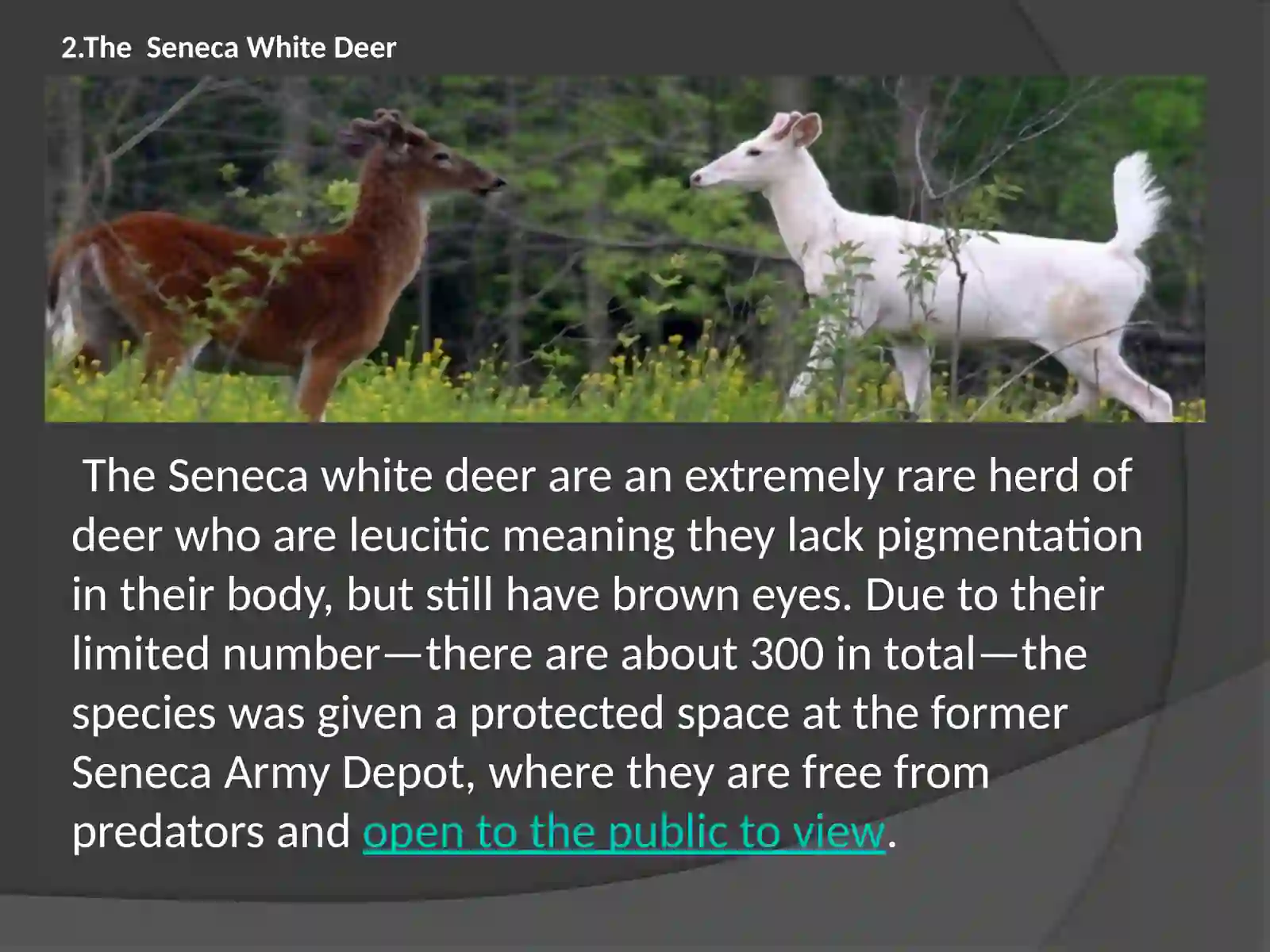 Rarest Animals on the Planet 4