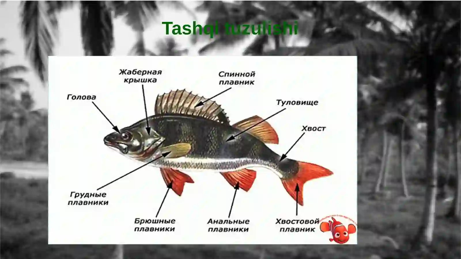 Suyaklibaliqlar sinfining umumiy tavsifi va sistemikasi 4