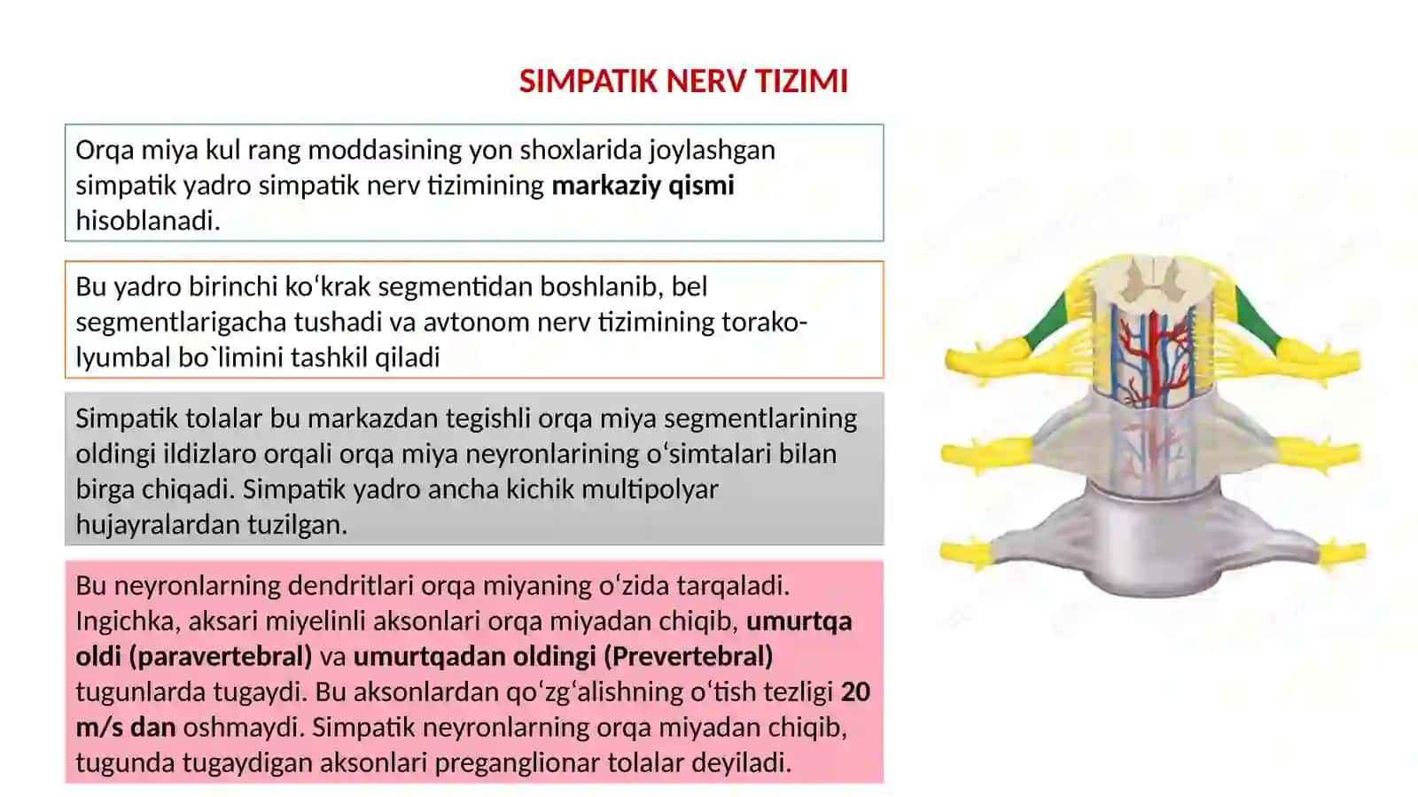 AVTONOM NERV TIZIMI 4