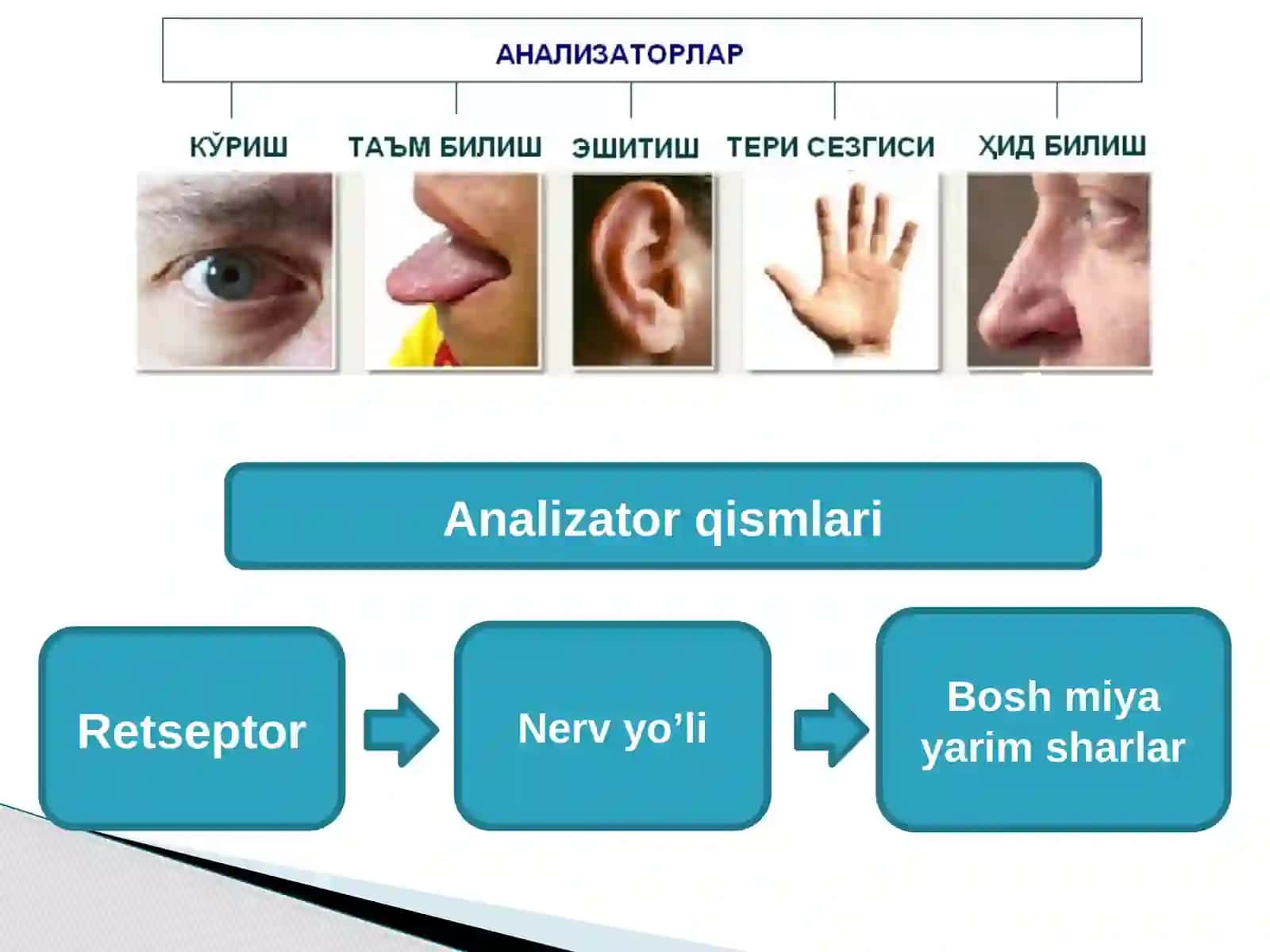 Analizatorlarning tuzilishi, funksiyalari va yoshga xos xususiyatlari 4