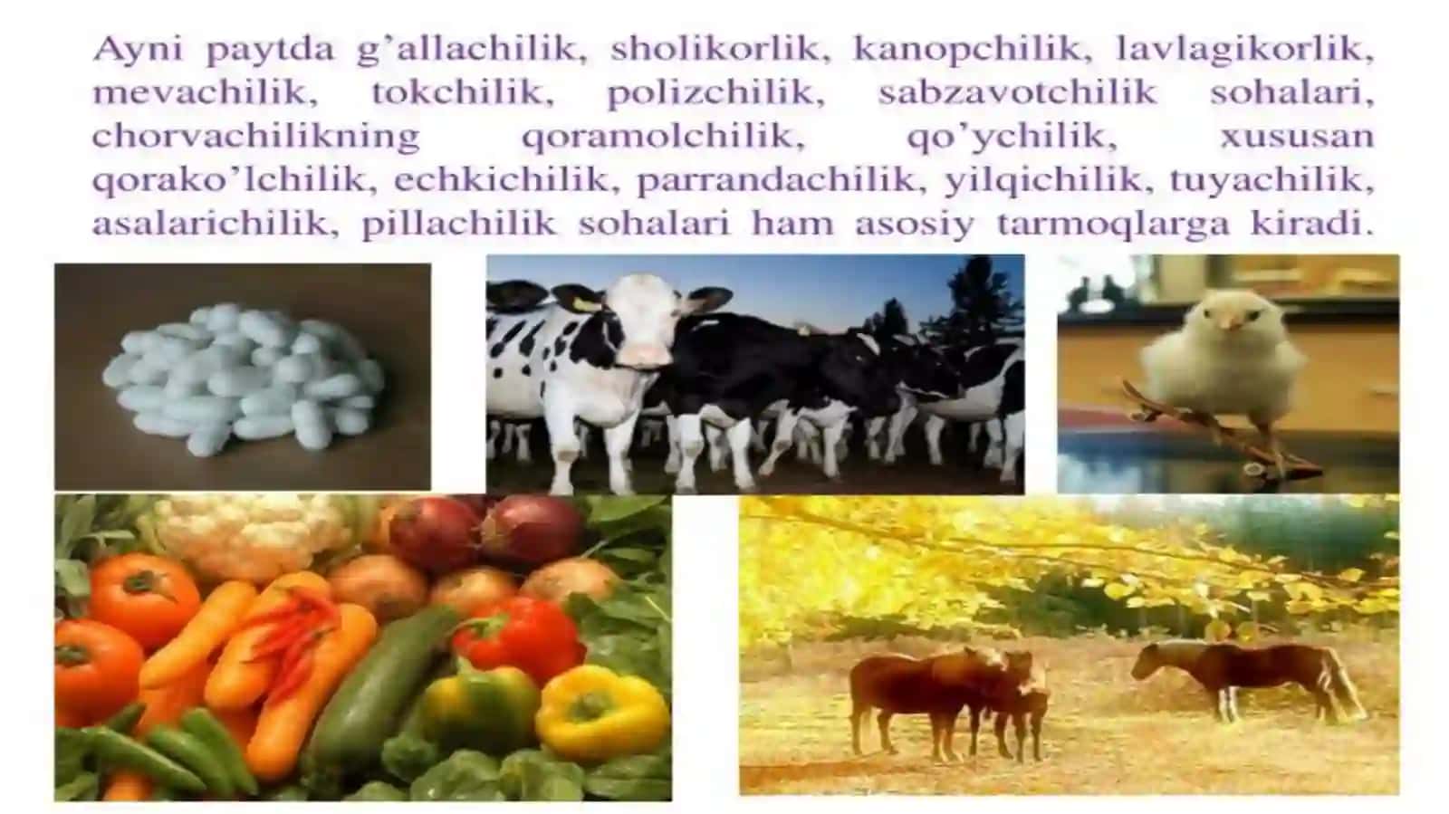 Chorvachilik fermer xo'jaliklarini rivojlantirish bo'yicha ilg'or tajribalar va texnologiyalar 4