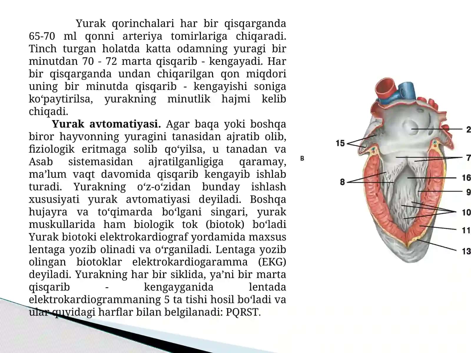 Qon va qonaylanish tizimining yosh xususiyatlari va gigiyenasi 4