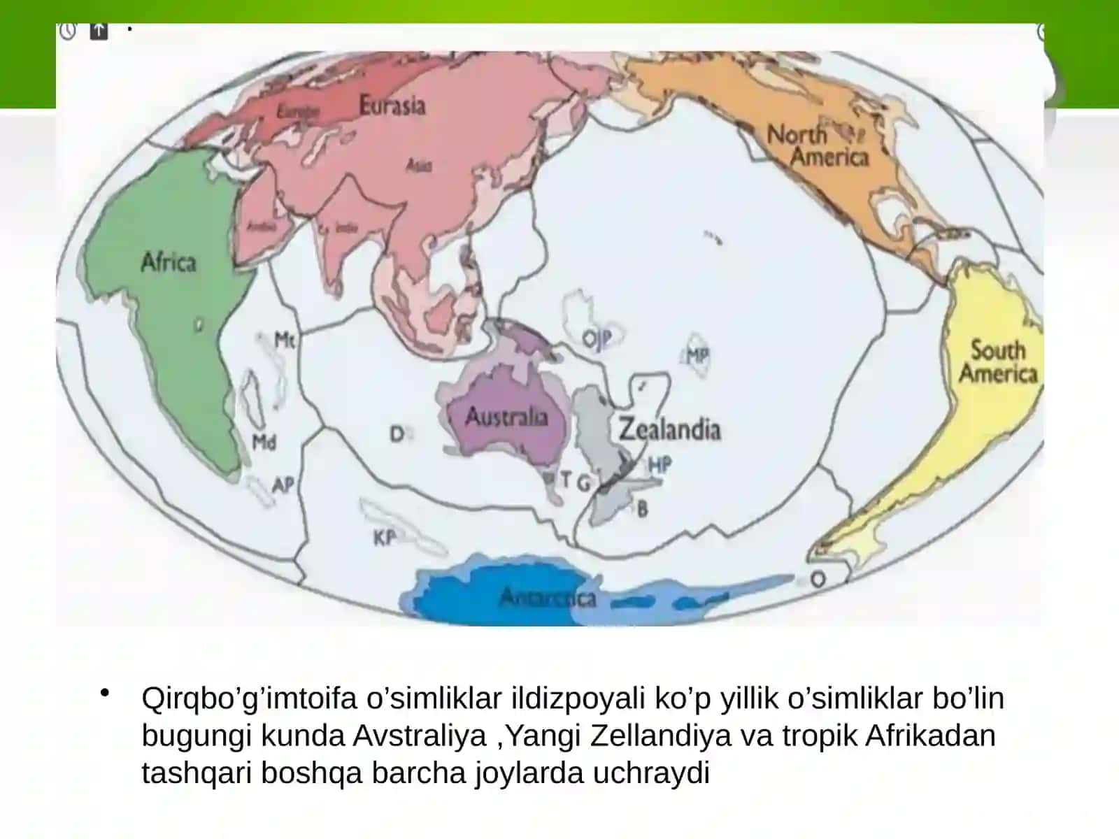 Qirqbo’g’imtoifa o’simliklar bo’limi-Equisetophyta 4