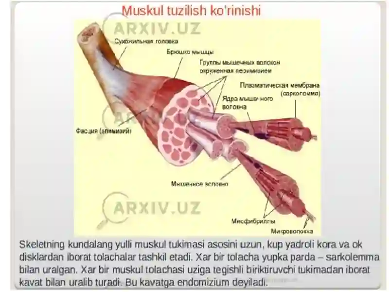 Muskul tuzilishlari 4