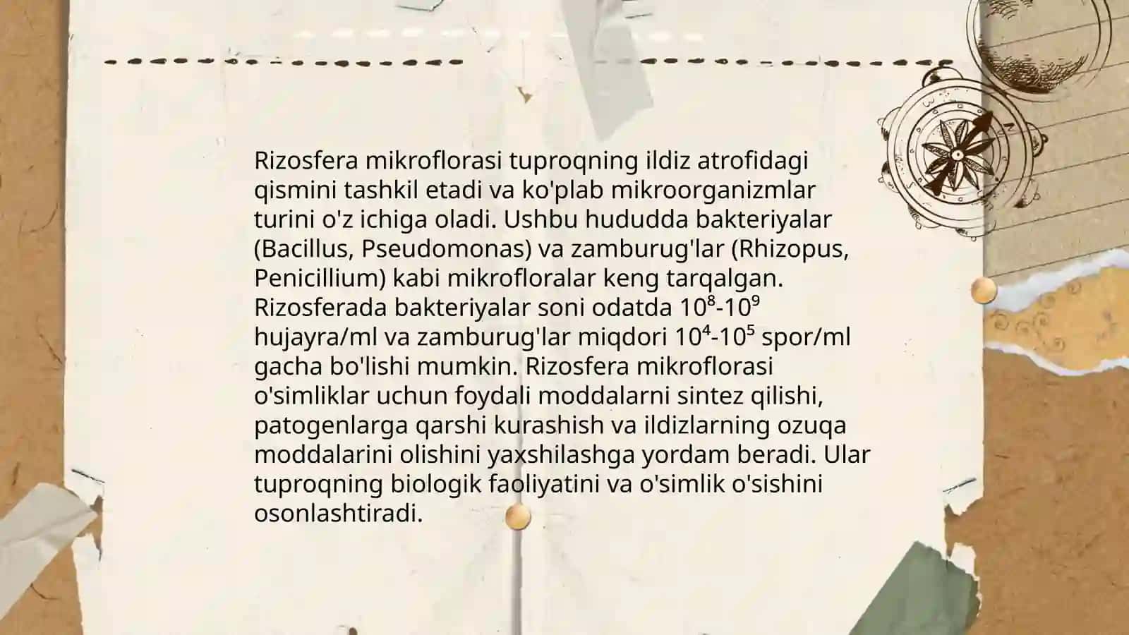 Rizosfera mikroorganizmlarini turlari va sistematikasi 4