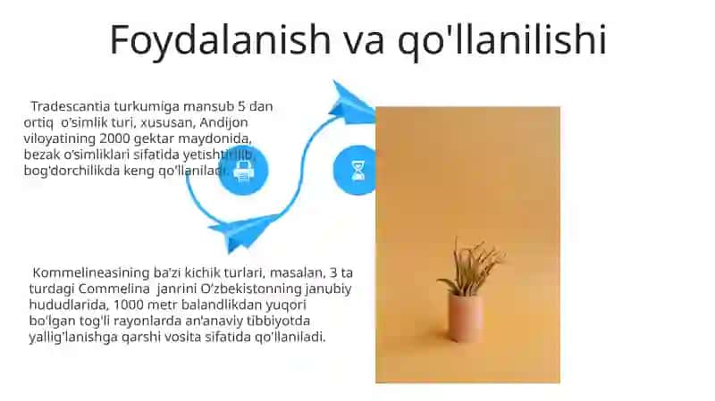 Kichik Kommelinaceae qarindoshlari 4