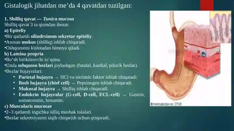 Me’daning kompensator-adaptiv va regenerativ xususiyatlari. Me’da barer himoya qilish funksiyasining hujayraviy mexanizmlari. Ichaklarda ovqat hazm bo’lishi va qonga so’rilishida jiyakli enterotsitning ahamiyati 4
