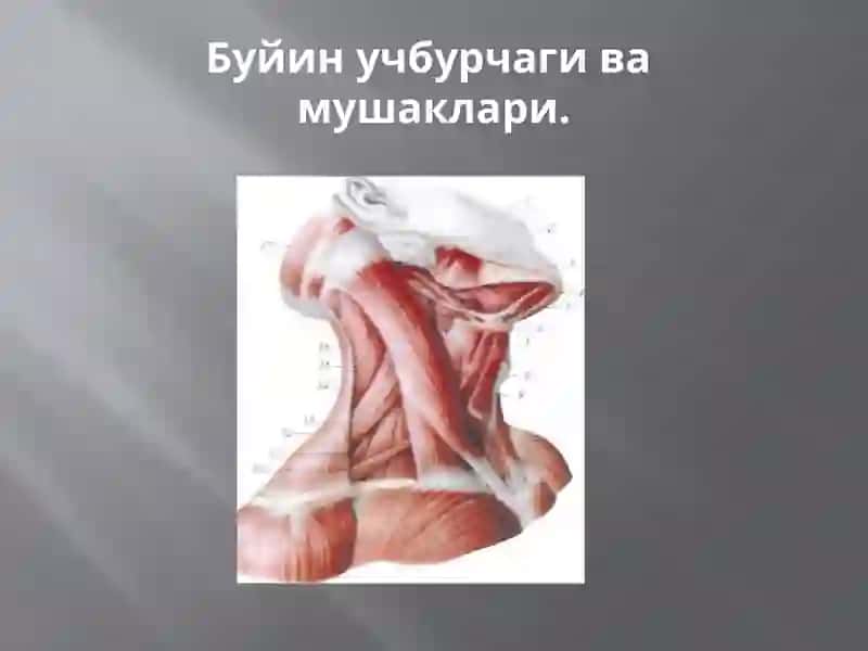 Бўйин сохасининг мушаклар, учбурчаклари ва фасциялари ҳамда топографияси. Бош мушаклари ва фасциялари. Чайнов ва мимика мушаклари 4