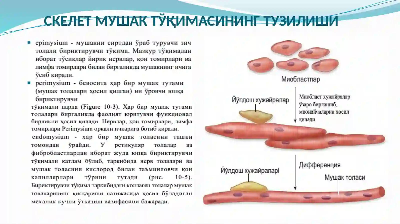 МУШАК ТЎҚИМАСИНИНГ ҲИЛЛАРИ 4