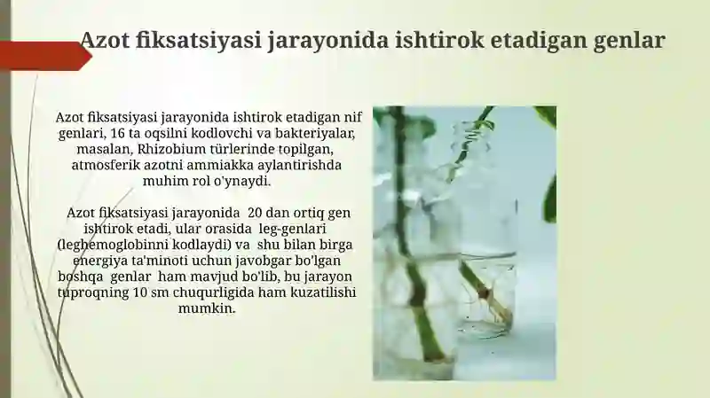 Azotni Fiksasiyalash Maqsadida Genetik Muxandislikdan Foydalanish 4