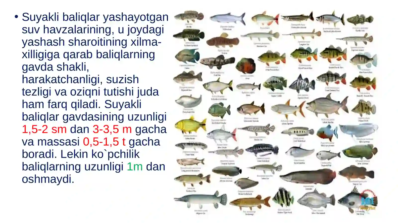 SUYAKLI BALIQLAR SINFI 4