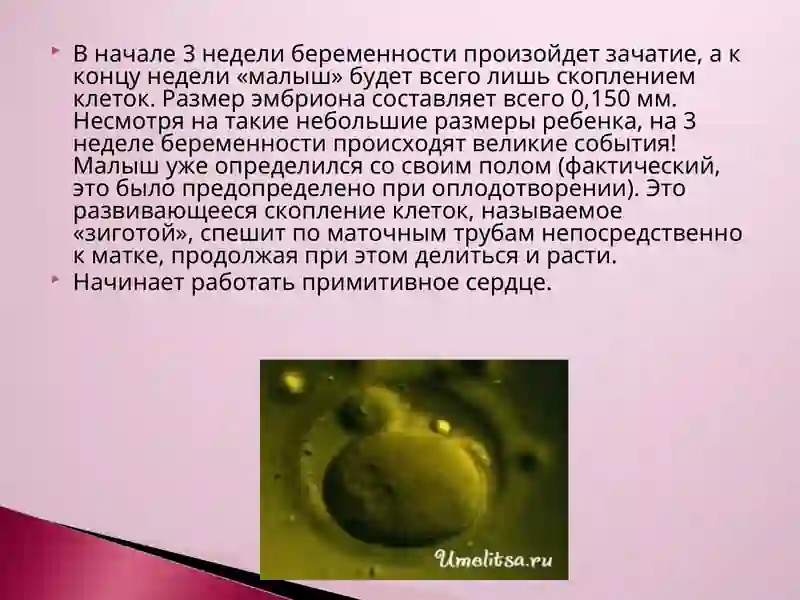 презентация на тему : Пренатальный период 4