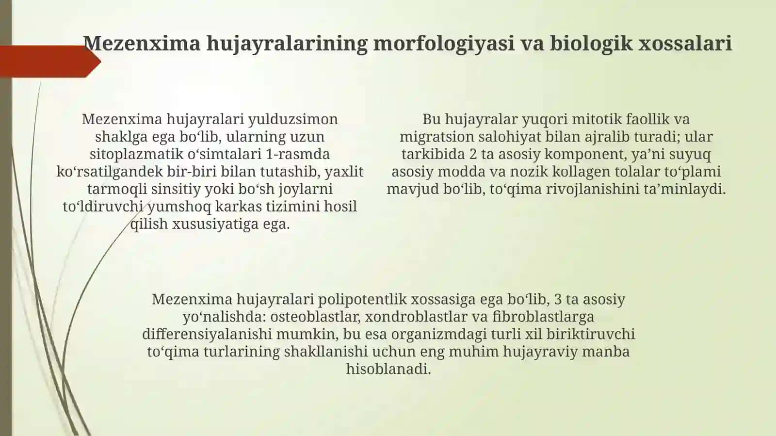 Mezenxima: ta'rifi, kelib chiqishi va embrional rivojlanishdagi o‘rni 4