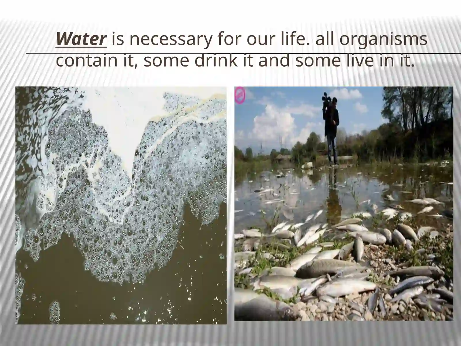 English Ecological Problems 4