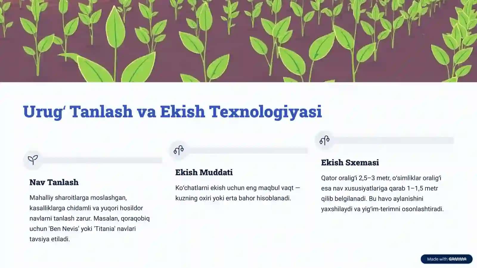 Viktor Qoraqobigʻi va Omonqara Yetishtirish Texnologiyasi 4