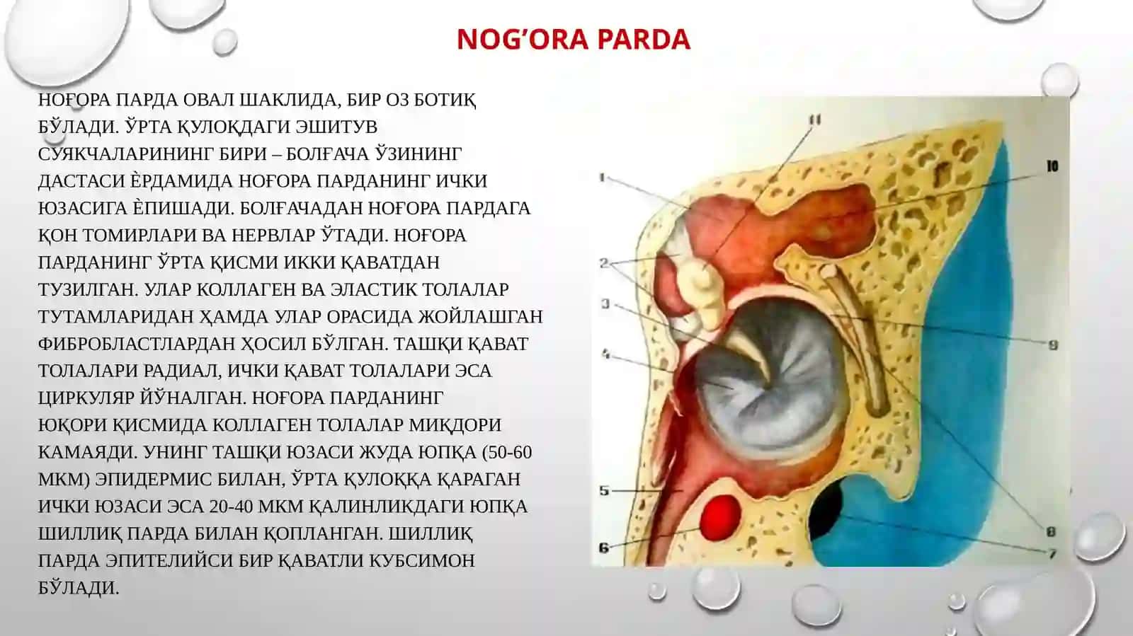 GISTOLOGIYA, SITOLOGIYA, EMBROLOGIYA 4