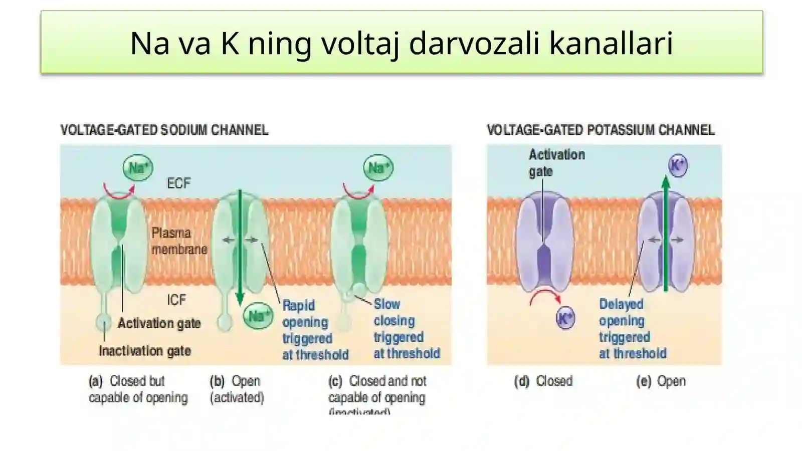 Nerv tolalari va sinapslar fiziologiyasi. Muskullar fiziologiyasi 4